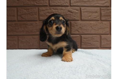 成約済の埼玉県のカニンヘンダックスフンド(ロングヘアード)-179539の1枚目