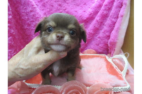 成約済の京都府のチワワ(ロングコート)-179540の1枚目