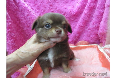 成約済の京都府のチワワ(ロングコート)-179540の3枚目