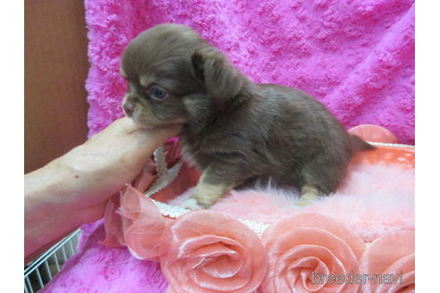 成約済の京都府のチワワ(ロングコート)-179540の2枚目