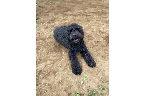 成約済の東京都のその他の犬種-160719の2枚目