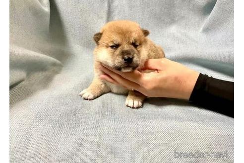 成約済の奈良県の豆柴-179596の5枚目