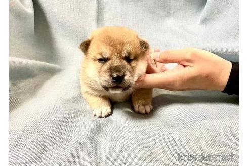 成約済の奈良県の豆柴-179596の2枚目