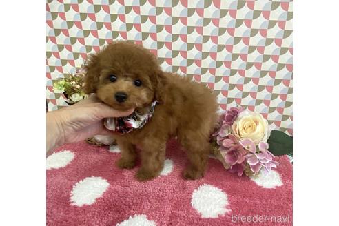 成約済の大阪府のトイプードル-174438の1枚目