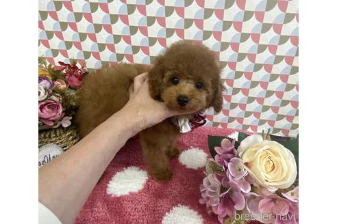 成約済の大阪府のトイプードル-174438の3枚目
