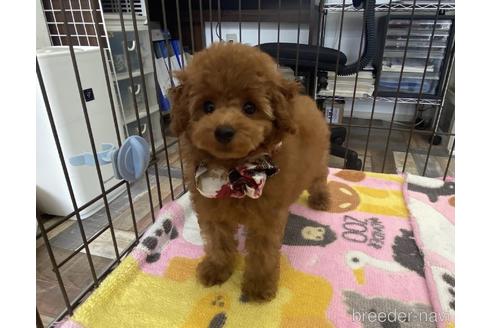 成約済の大阪府のトイプードル-174438の2枚目