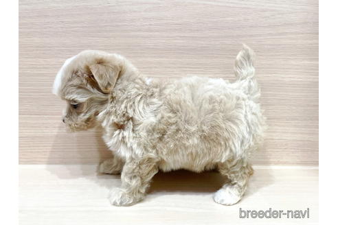 成約済の東京都のミックス犬-179622の2枚目