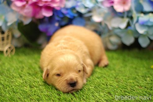 成約済の栃木県のゴールデンレトリーバー-179640の2枚目