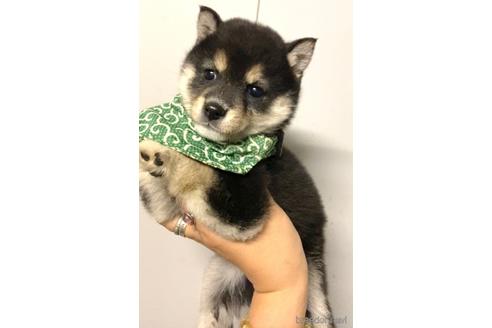 成約済の茨城県の豆柴-177947