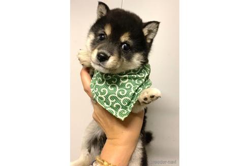 成約済の茨城県の豆柴-177947の2枚目