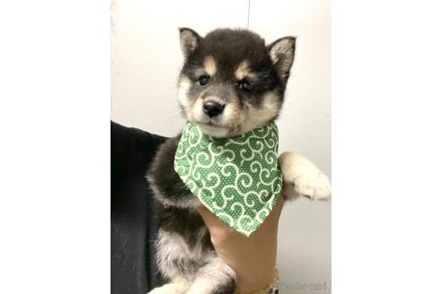 成約済の茨城県の豆柴-177947の3枚目