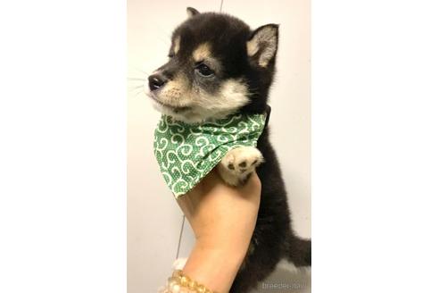 成約済の茨城県の豆柴-177947の5枚目