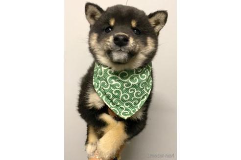 成約済の茨城県の豆柴-178472