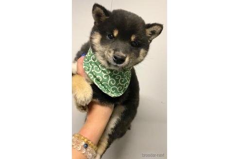 成約済の茨城県の豆柴-178472の2枚目