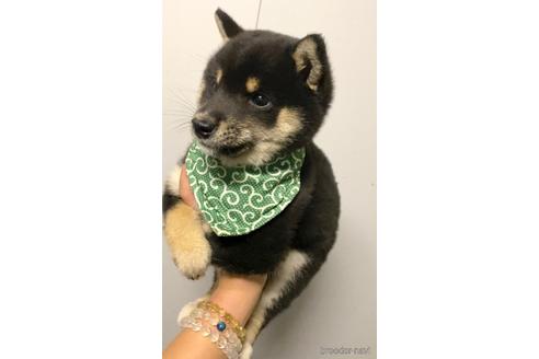 成約済の茨城県の豆柴-178472の3枚目