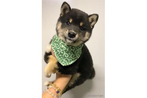 成約済の茨城県の豆柴-178472の4枚目