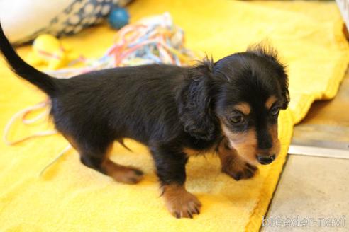 成約済の愛知県のカニンヘンダックスフンド(ロングヘアード)-173279の12枚目