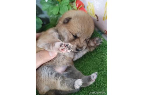 成約済の鹿児島県の柴犬-179658の1枚目