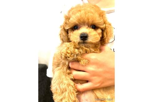 成約済の福岡県のティーカッププードル-175803の15枚目