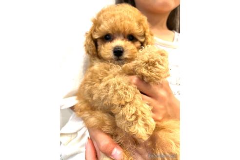 成約済の福岡県のティーカッププードル-175803の14枚目