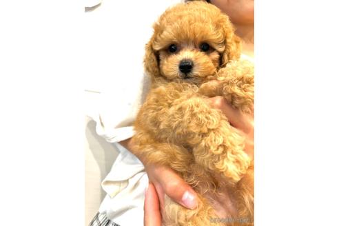 成約済の福岡県のティーカッププードル-175803の13枚目