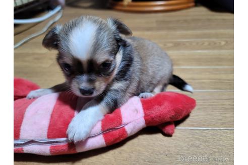 成約済の千葉県のチワワ(ロングコート)-176988の2枚目