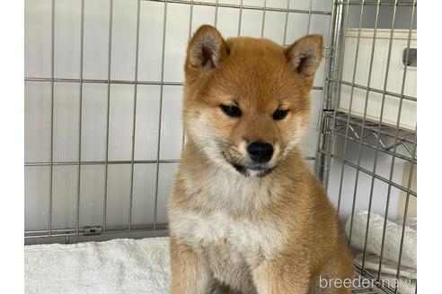 成約済の岡山県の柴犬-179709の4枚目