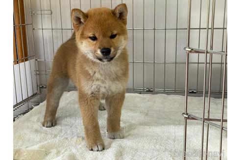 成約済の岡山県の柴犬-179709の2枚目