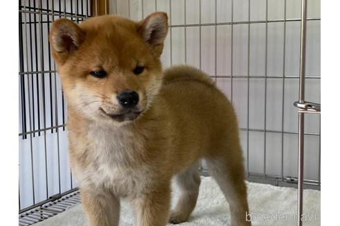 成約済の岡山県の柴犬-179710の1枚目