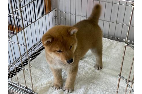 成約済の岡山県の柴犬-179710の2枚目