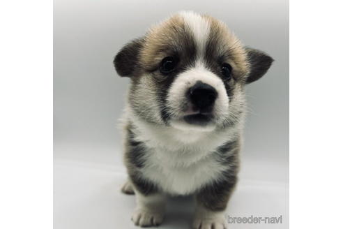子犬