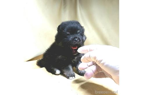 成約済の茨城県のポメラニアン-178932の32枚目