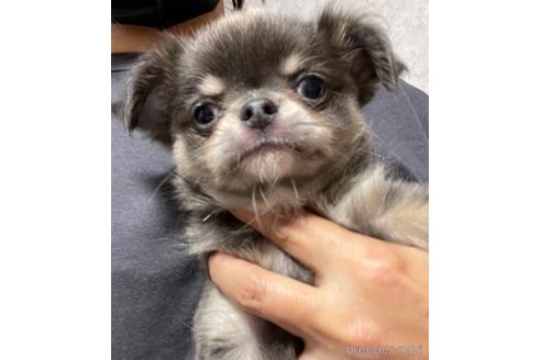 成約済の兵庫県のチワワ(ロングコート)-176708の4枚目