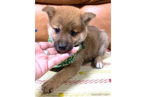 成約済の茨城県の豆柴-179682の5枚目