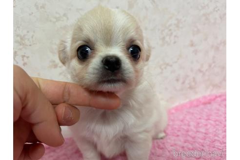 成約済の新潟県のチワワ(ロングコート)-177177の8枚目
