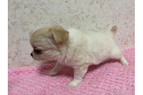 成約済の新潟県のチワワ(ロングコート)-177177の6枚目