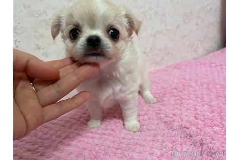 成約済の新潟県のチワワ(ロングコート)-177177の5枚目