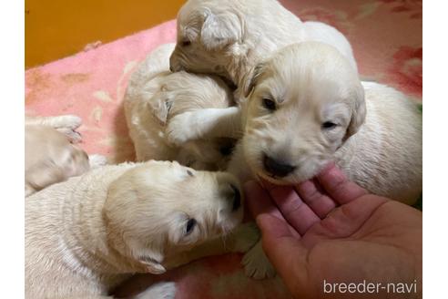 成約済の滋賀県のミックス犬-178628の7枚目