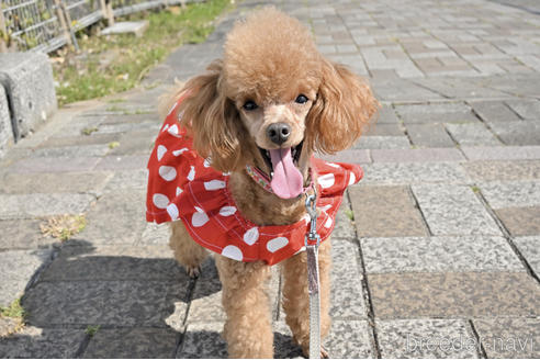 ひよ子ちゃん1枚目