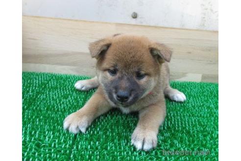 成約済の長崎県の柴犬-179862の5枚目