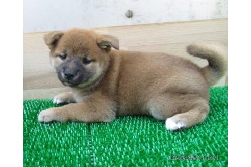 成約済の長崎県の柴犬-179862の4枚目