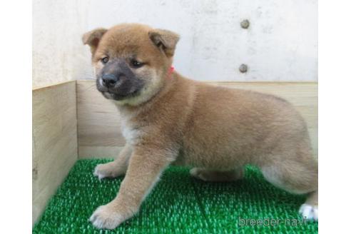 成約済の長崎県の柴犬-179862の2枚目