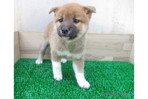 成約済の長崎県の柴犬-179864の1枚目