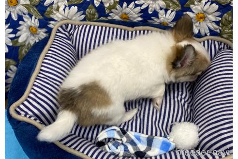 成約済の神奈川県のチワワ(ロングコート)-177831の20枚目