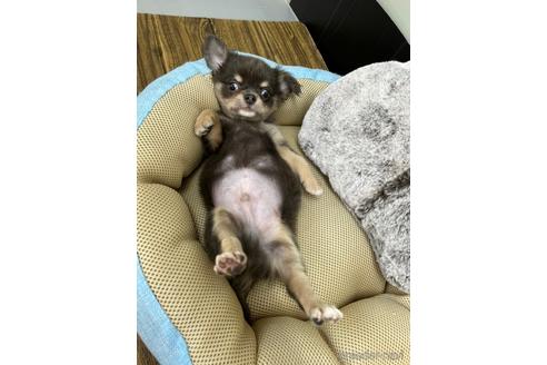 成約済の兵庫県のチワワ(ロングコート)-176708の3枚目