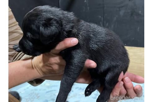 成約済の福岡県のラブラドールレトリーバー-179910の2枚目