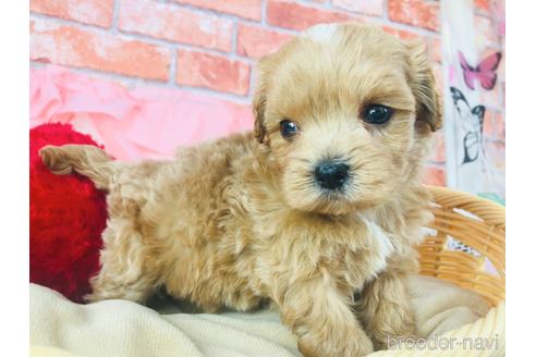 成約済の神奈川県のマルプー:マルチーズ×トイプードル-179912の4枚目