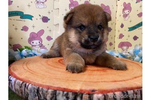 成約済の栃木県の柴犬-179930の1枚目