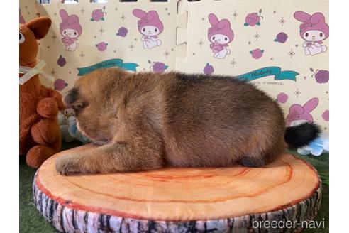 成約済の栃木県の柴犬-179930の6枚目