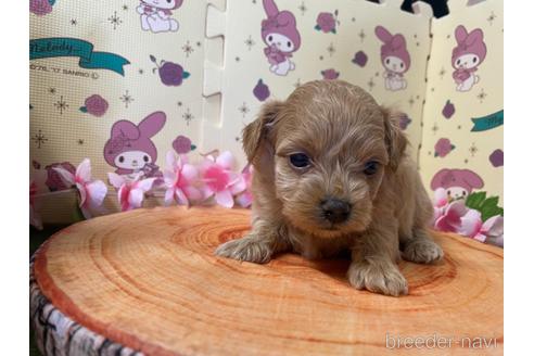 成約済の栃木県のチワプー:チワワ×トイプードル-179931の1枚目